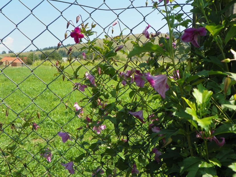 clematis Krakowiak - Dobarland 2019 3