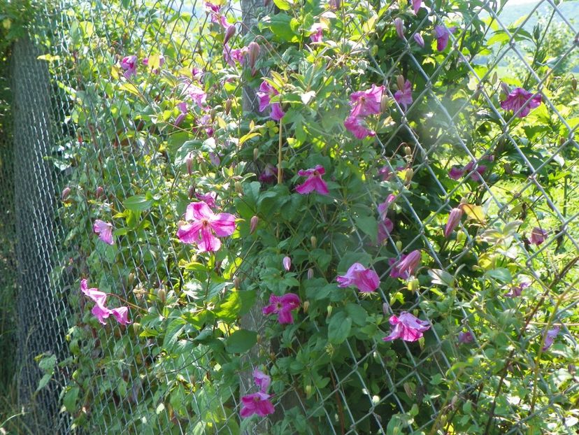 clematis Krakowiak - Dobarland 2019 3