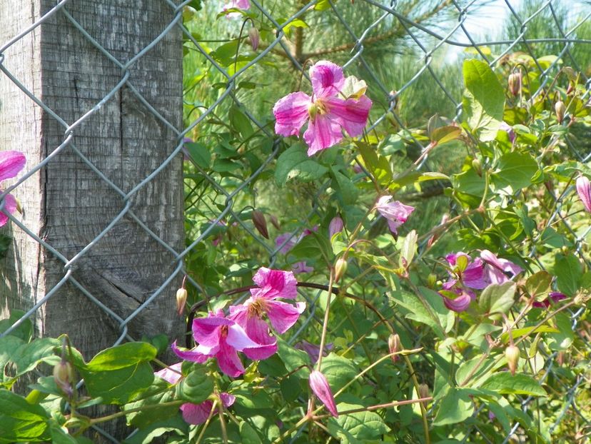 clematis Krakowiak - Dobarland 2019 3