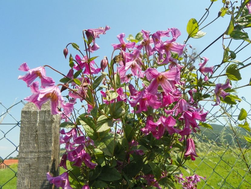 clematis Heather Herschell - Dobarland 2019 3