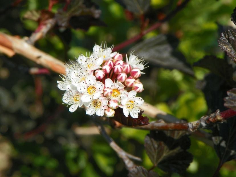 physocarpus Red Baron - Dobarland 2019 3