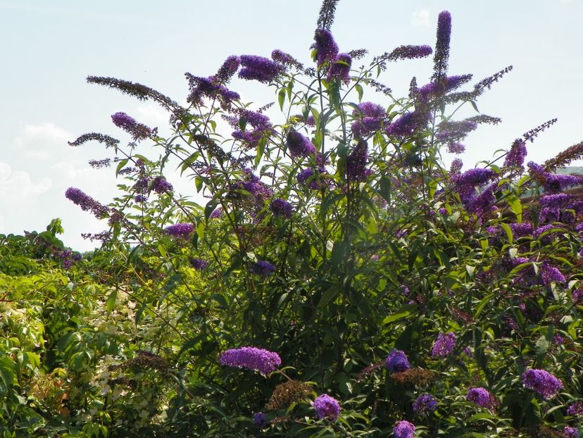 buddleja Empire Blue - Dobarland 2019 3