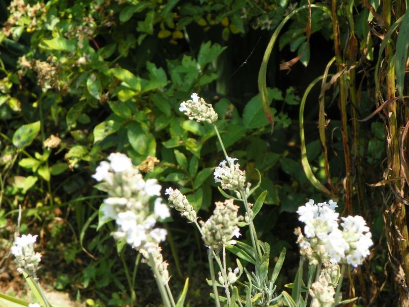 lavandula Elegant Ice - Dobarland 2019 3