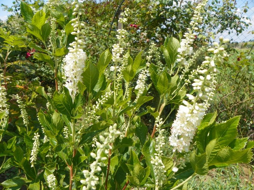 clethra alnifolia - Dobarland 2019 3