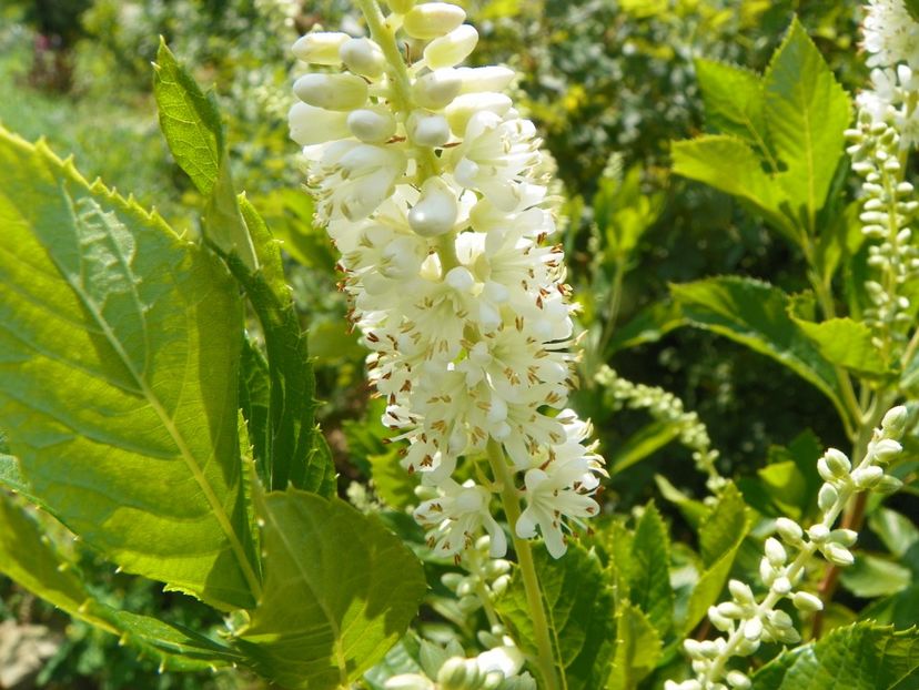 clethra alnifolia - Dobarland 2019 3