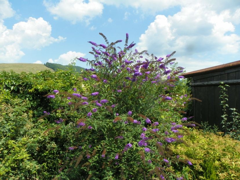 buddleja Empire Blue - Dobarland 2019 3
