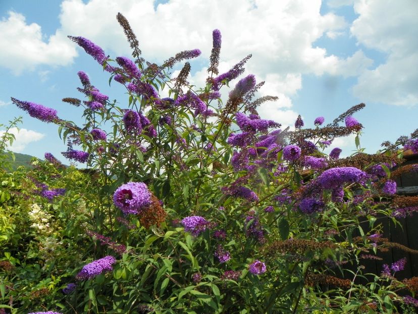 buddleja Empire Blue - Dobarland 2019 3