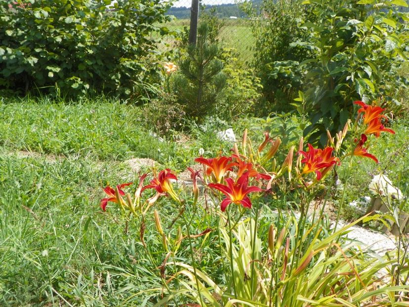 hemerocallis Crimson Pirate - Dobarland 2019 3