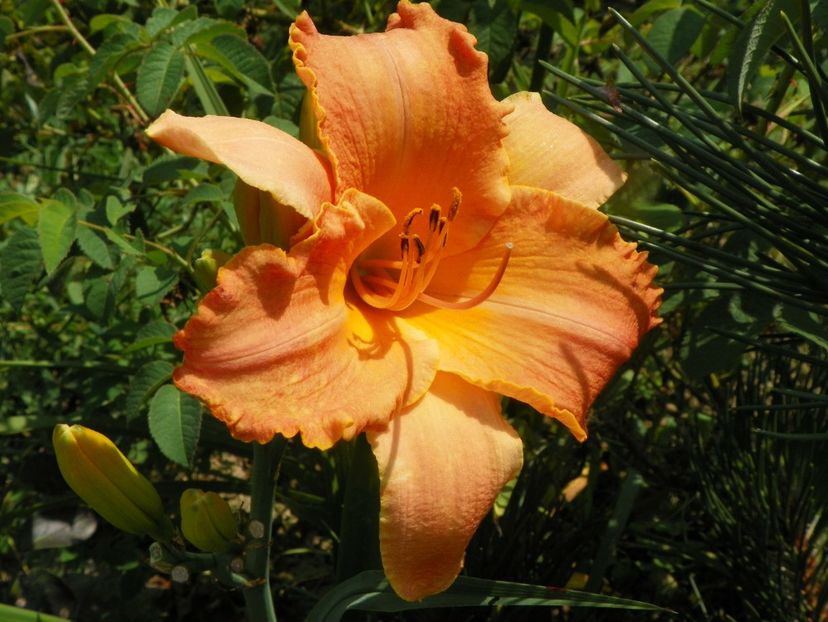hemerocallis Senegal - Dobarland 2019 3