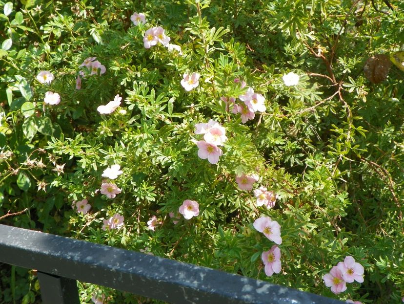potentilla Little Princess - Dobarland 2019 3