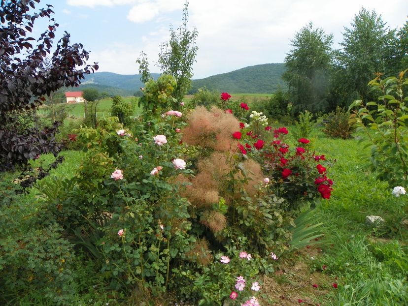 Queen of Sweden, Zeelandia - Dobarland 2019 3