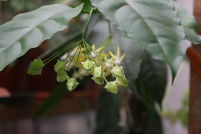 Hoya Multiflora - Hoya Multiflora