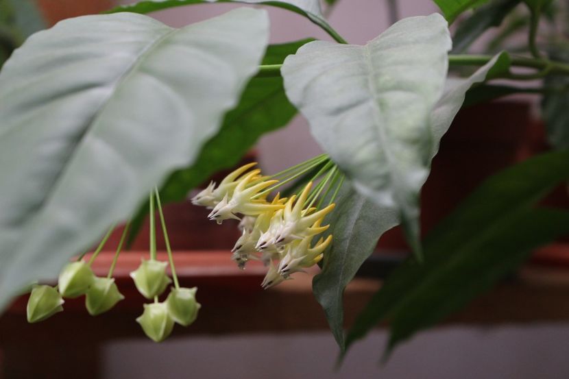 Hoya Multiflora - Hoya Multiflora