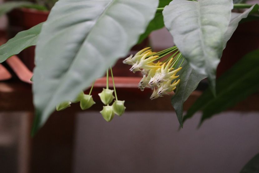 Hoya Multiflora - Hoya Multiflora