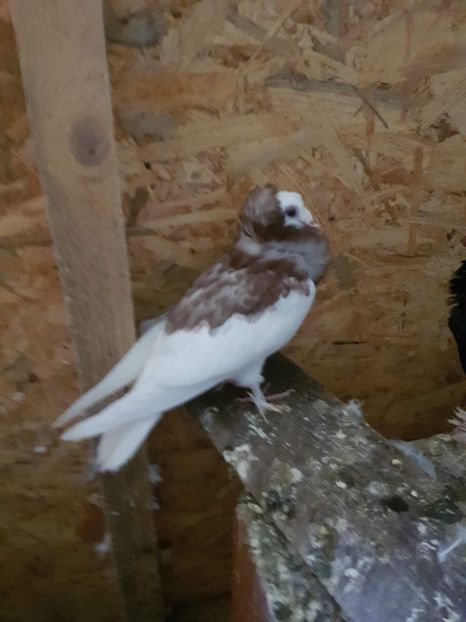 received_2411969429079232 - Tineret 2019 gulerati de bihor