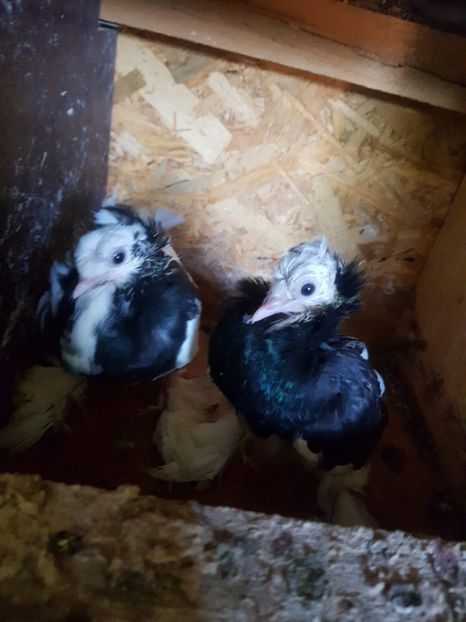 received_1139205912933166 - Tineret 2019 gulerati de bihor