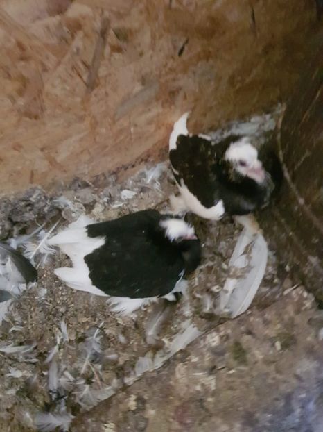 received_2422281861127088 - Tineret 2019 gulerati de bihor