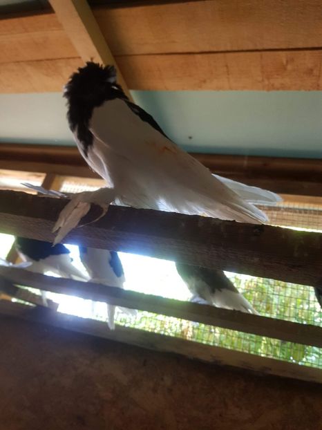 received_390802421565514 - Tineret 2019 gulerati de bihor