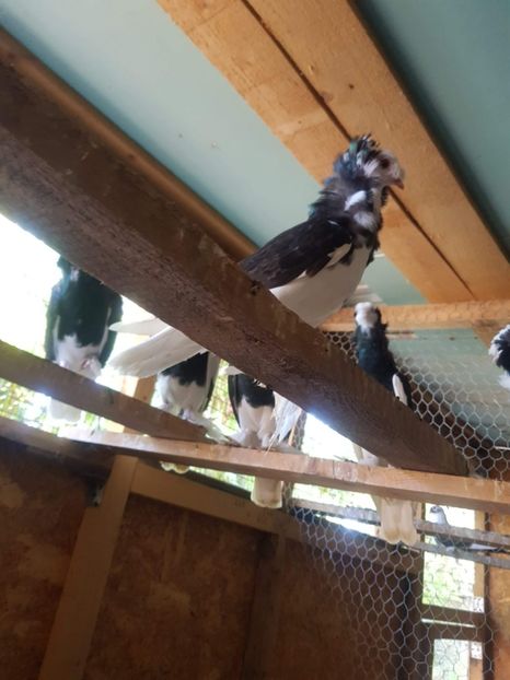 received_496780897798537 - Tineret 2019 gulerati de bihor