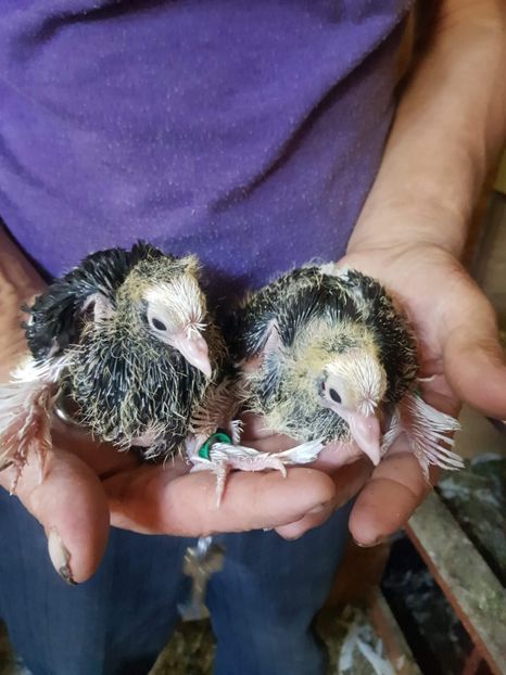 received_456772345054870 - Tineret 2019 gulerati de bihor