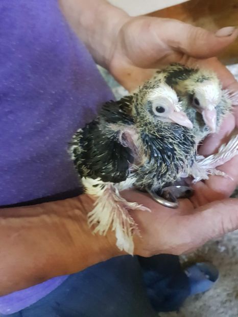 received_635499910265666 - Tineret 2019 gulerati de bihor