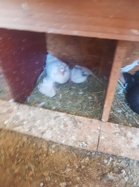 received_459150038012957 - Tineret toboșari germani 2019