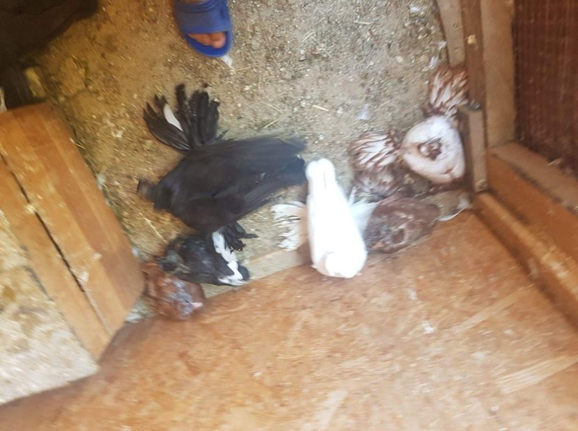 received_2506907272928972 - Tineret toboșari germani 2019