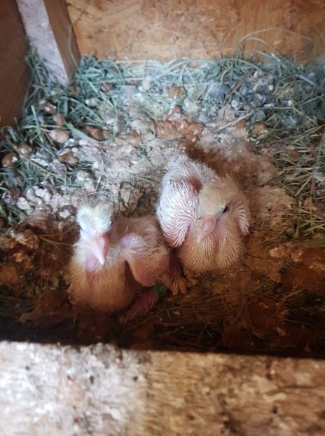 received_2393632934287811 - Tineret toboșari germani 2019