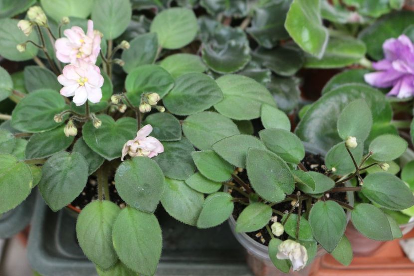 Pink Mint si Opera Doc - Pink Mint