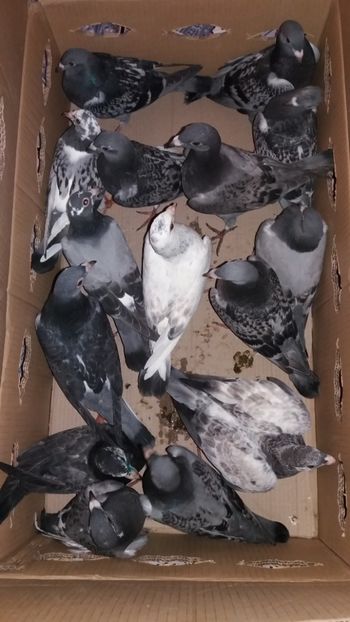 148 - De vanzare voiajori pui 2019