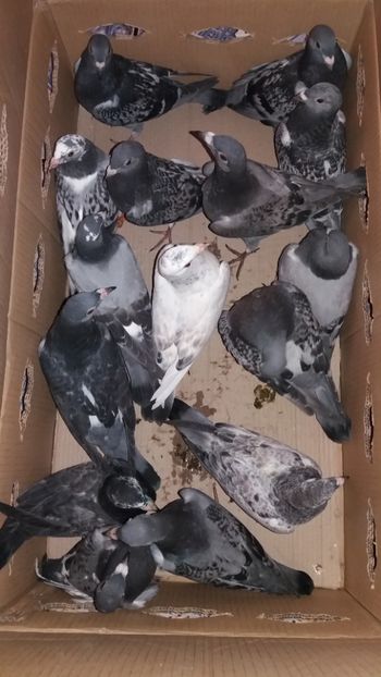  - De vanzare voiajori pui 2019