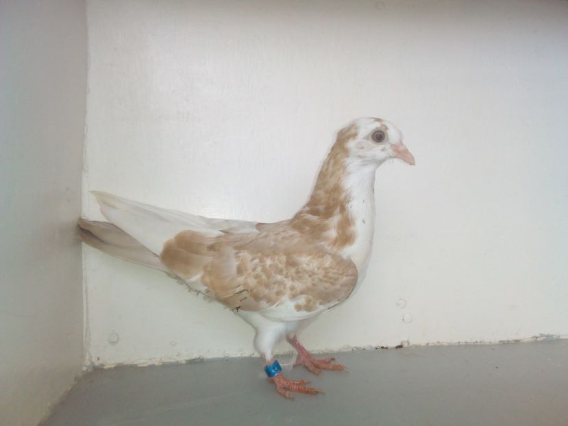 pierdut - PUISORI 2019