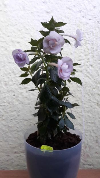  - 0001 2022 - Frumoasa necunoscuta