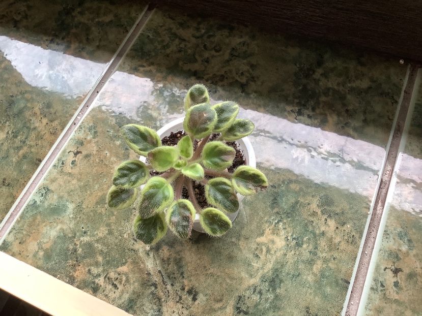  - Rob s Lucky Charm ch