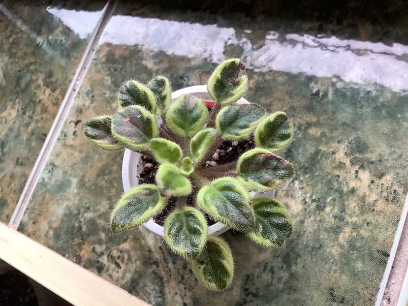  - Rob s Lucky Charm ch