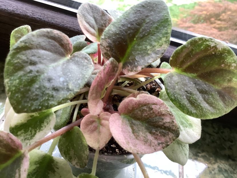  - Ramblin Dots sport