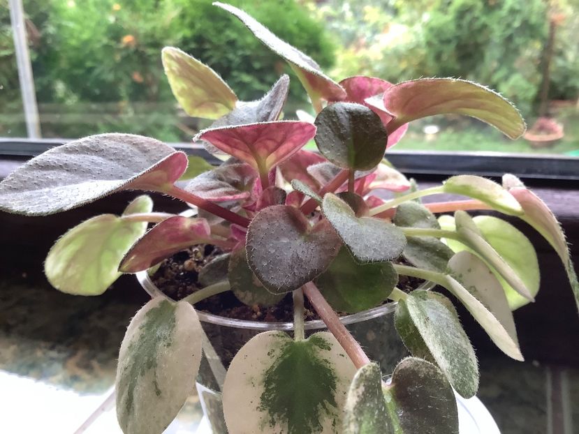  - Ramblin Dots sport