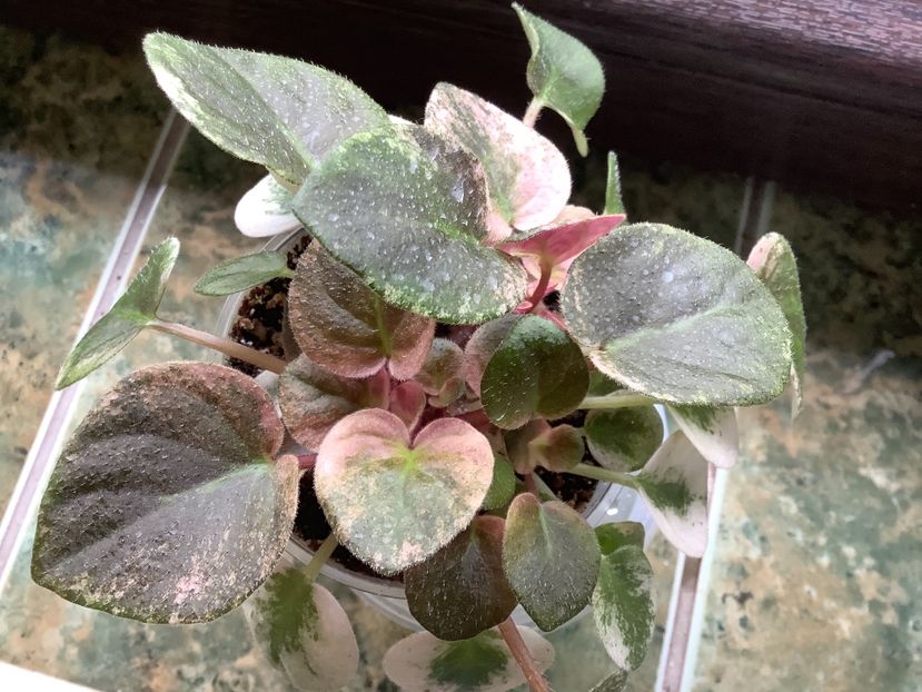  - Ramblin Dots sport