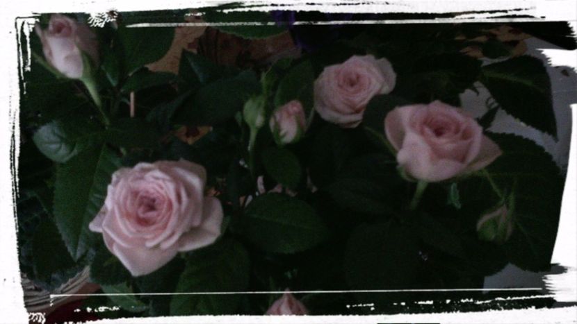  - Flori de Gradina Primavara -Vara 2019