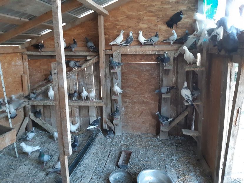 IMG-20190727-WA0019 - Iulie 2019