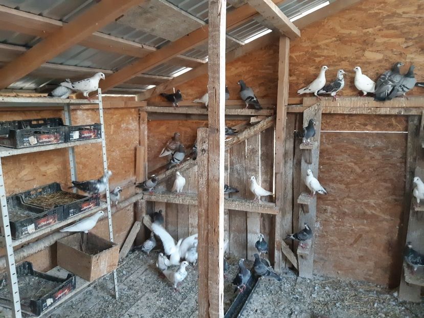 IMG-20190727-WA0011 - Iulie 2019