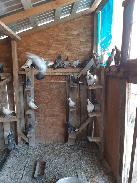 IMG-20190727-WA0005 - Iulie 2019