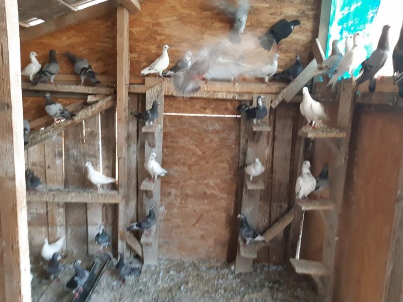 IMG-20190727-WA0015 - Iulie 2019