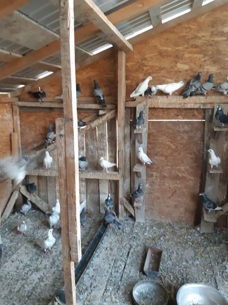 IMG-20190727-WA0004 - Iulie 2019