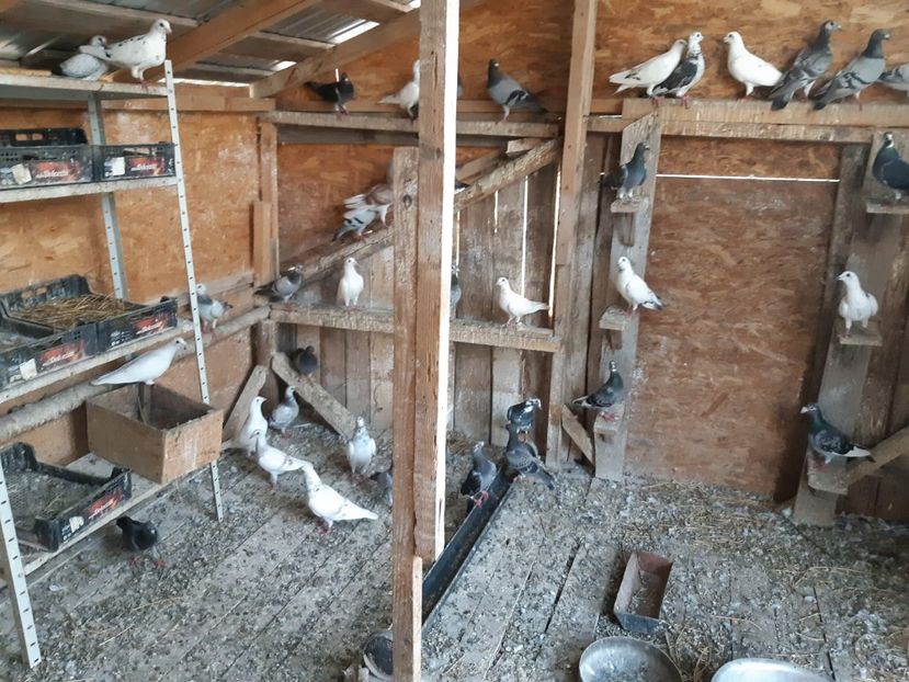 IMG-20190727-WA0006 - Iulie 2019