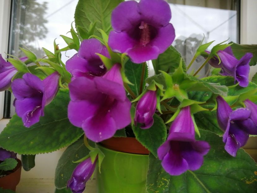  - Frumuseti la casa parinteasca