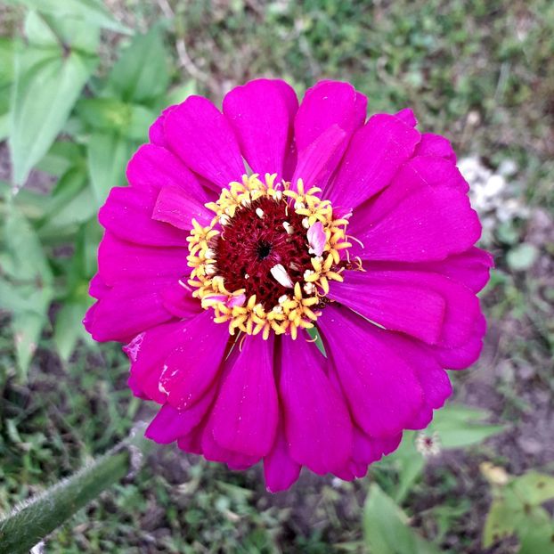  - AAAA__CARCIUMARESE 2015_2017_2018_2019