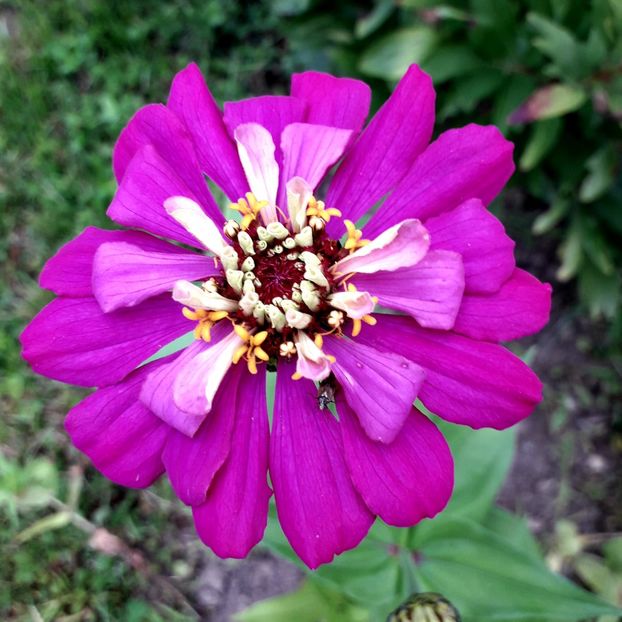  - AAAA__CARCIUMARESE 2015_2017_2018_2019