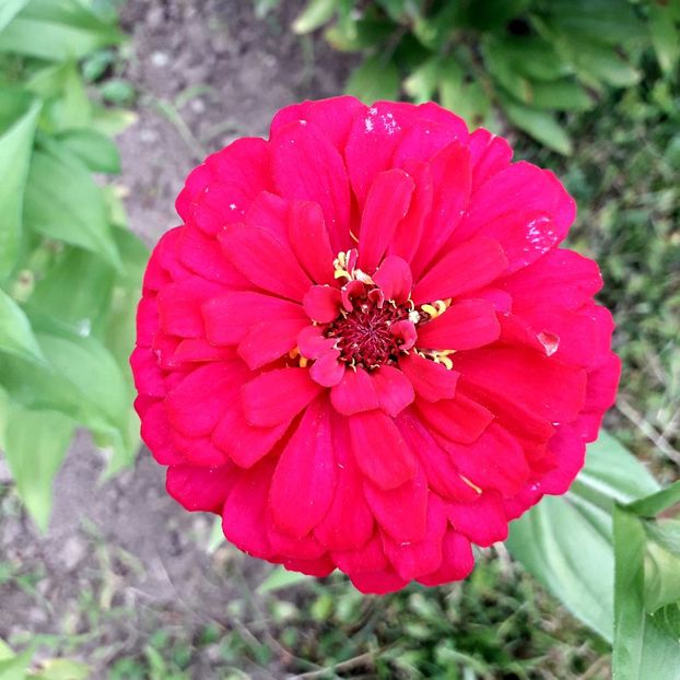  - AAAA__CARCIUMARESE 2015_2017_2018_2019