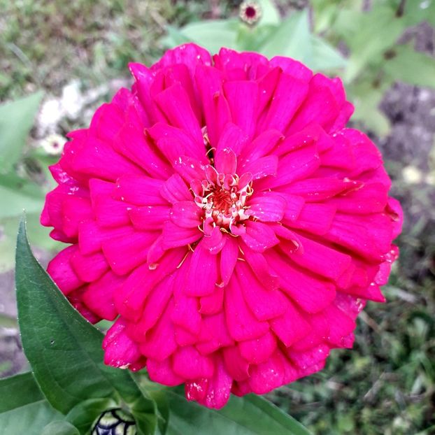  - AAAA__CARCIUMARESE 2015_2017_2018_2019